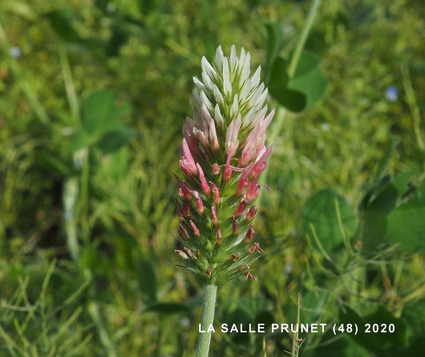 Clover, Long-headed flower